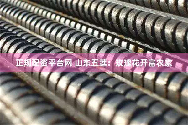 正规配资平台网 山东五莲：玫瑰花开富农家